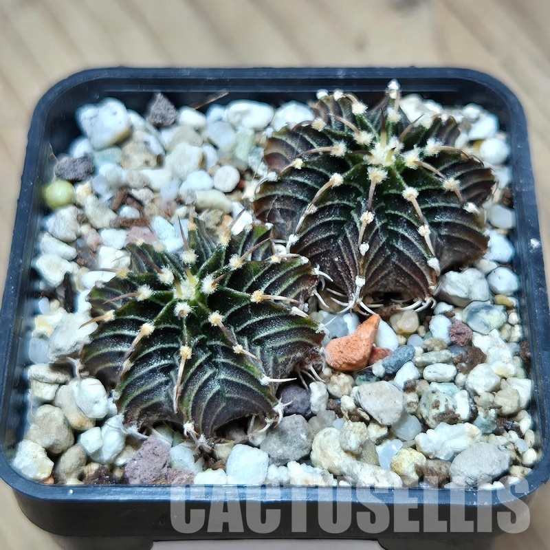 VVG31950 Gymnocalycium friedrichii -Agua Dulce- 2 plants seedling