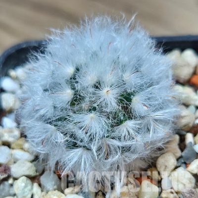 VVG31951 Mammillaria bocasana v. multilanata