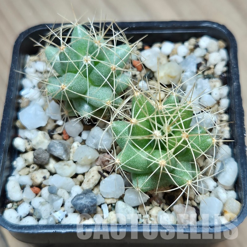 VVG31953 Mammillaria longimamma 2 plants seedling - Image 2