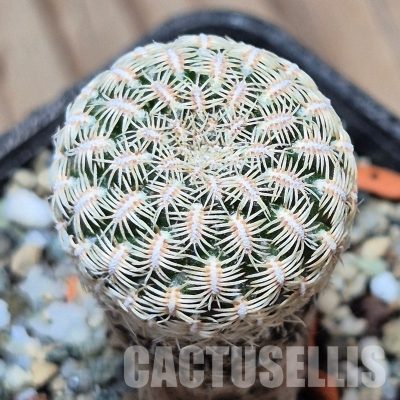 VVG31958 Sulcorebutia purpurea PHA938 seedling