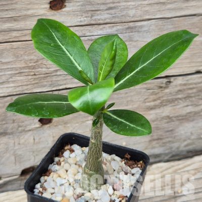VVG31960 Adenium obesum hybrid mix  seedling