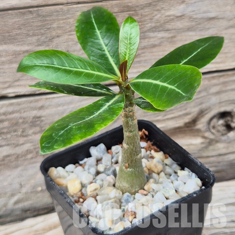 VVG31961 Adenium obesum hybrid mix seedling - Image 2