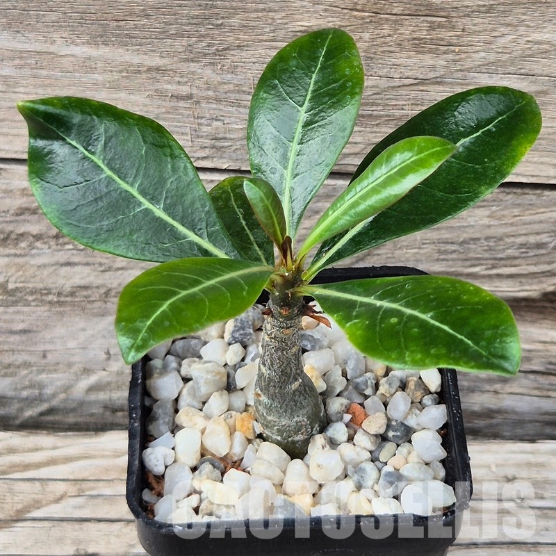 VVG31962 Adenium obesum hybrid mix seedling - Image 2