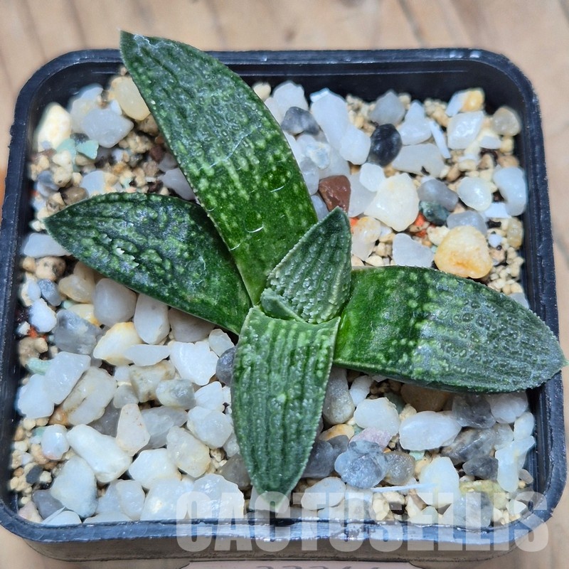 VVG32244 Haworthia ‘Pink koelmaniorum’ cutting - Image 2