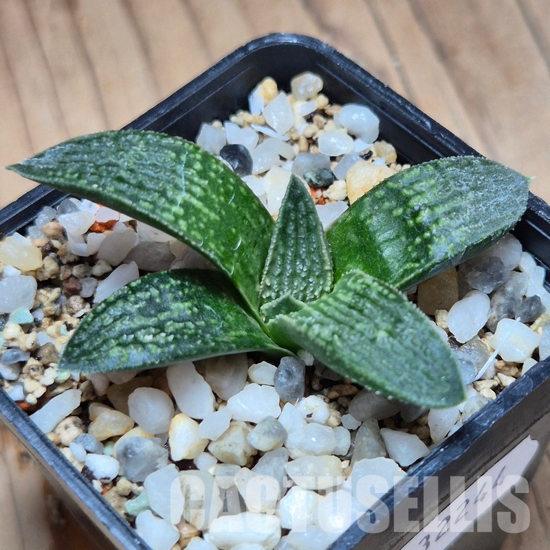 VVG32244 Haworthia ‘Pink koelmaniorum’ cutting