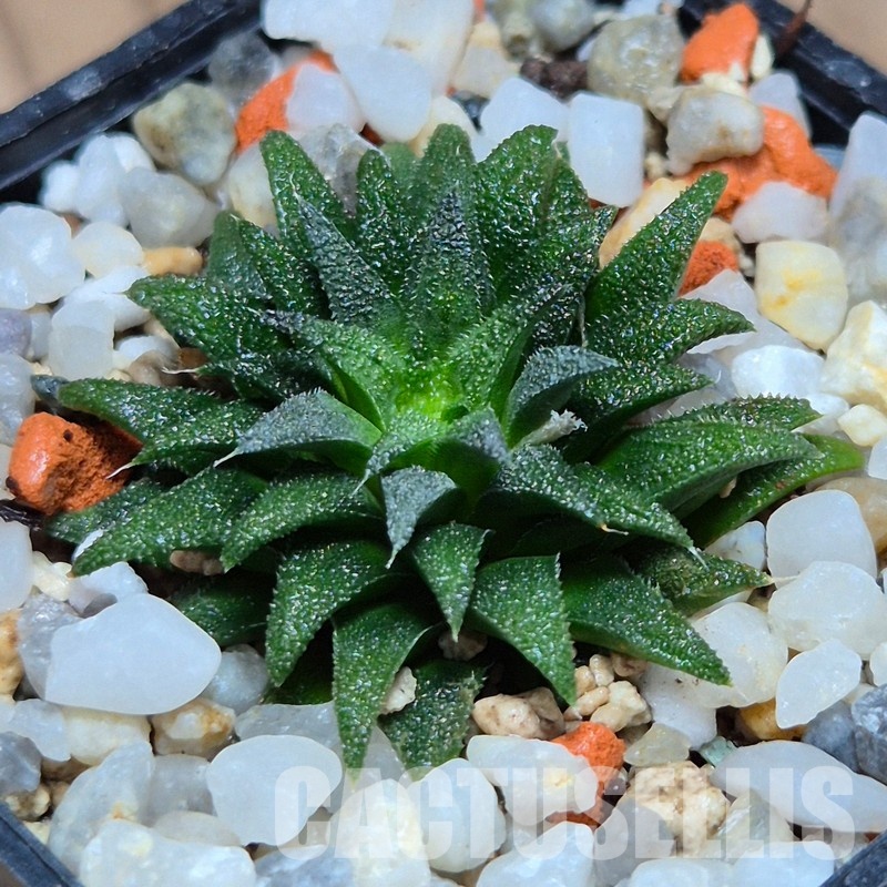 VVG32245 Haworthia parksiana -Kleinbrakrivier-