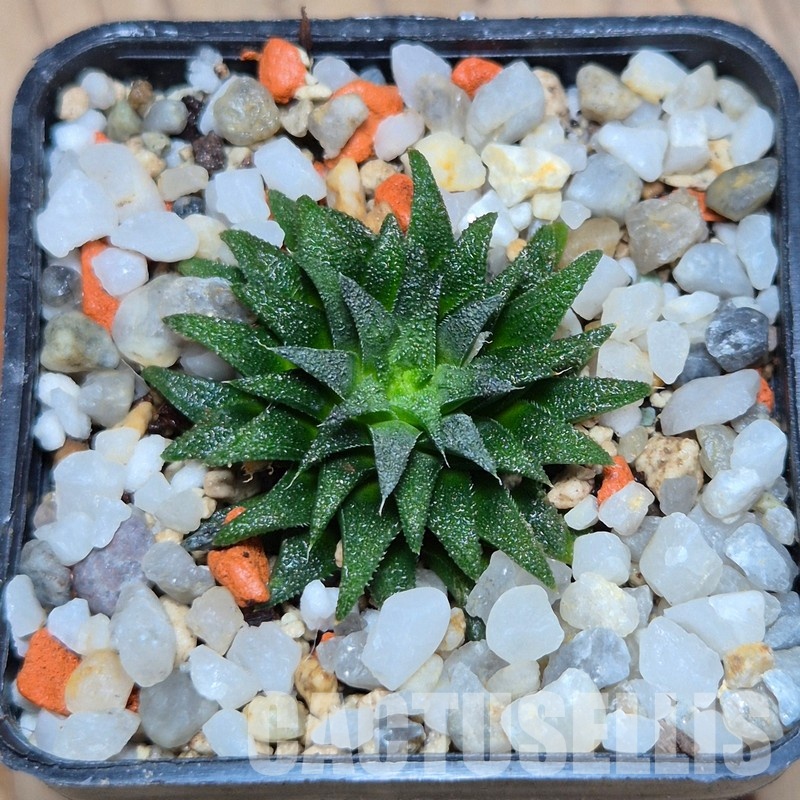 VVG32245 Haworthia parksiana -Kleinbrakrivier- - Image 2