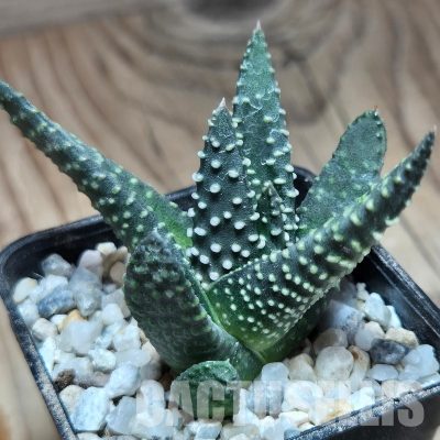 VVG32248 Haworthia maxima -Hear Worcester Airoport- seedling