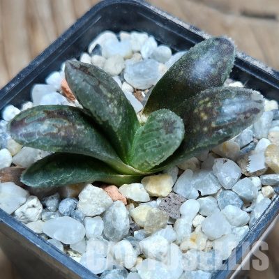 VVG32249 Haworthia VVG3 x VVG2 cutting