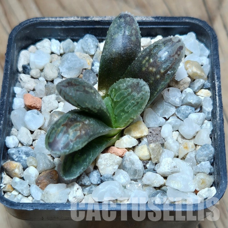 VVG32249 Haworthia VVG3 x VVG2 cutting - Image 2