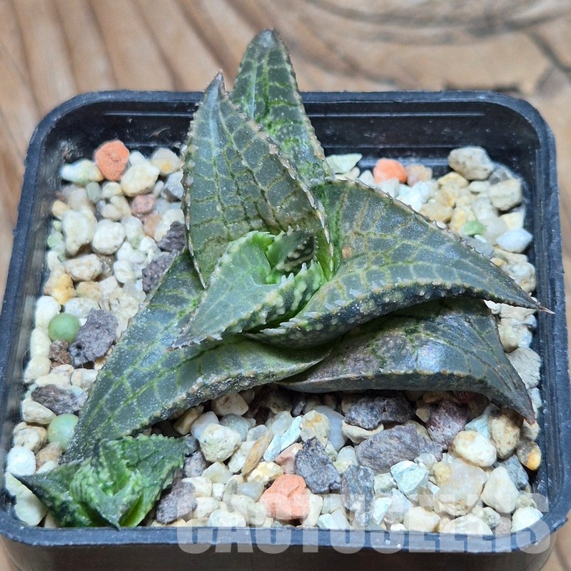 VVG32251 Haworthia tesselata RNS