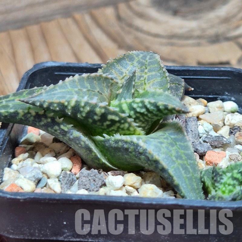 VVG32251 Haworthia tesselata RNS - Image 2