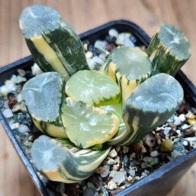 VVG32252 Haworthia maughanii f.variegata