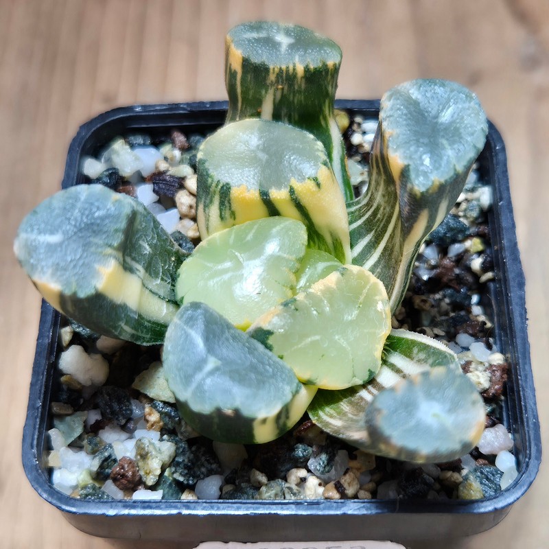VVG32252 Haworthia maughanii f.variegata - Image 2