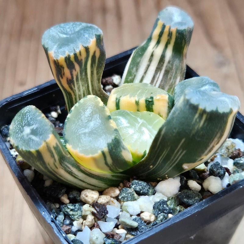 VVG32252 Haworthia maughanii f.variegata - Image 3