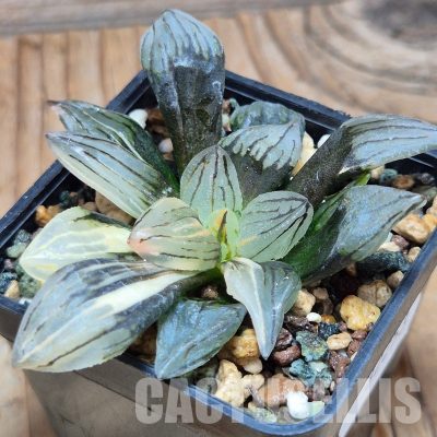VVG32253 Haworthia atrofusca 'Watermelon' f.variegata
