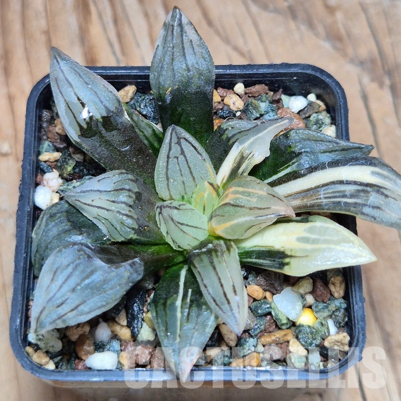 VVG32253 Haworthia atrofusca 'Watermelon' f.variegata - Image 2