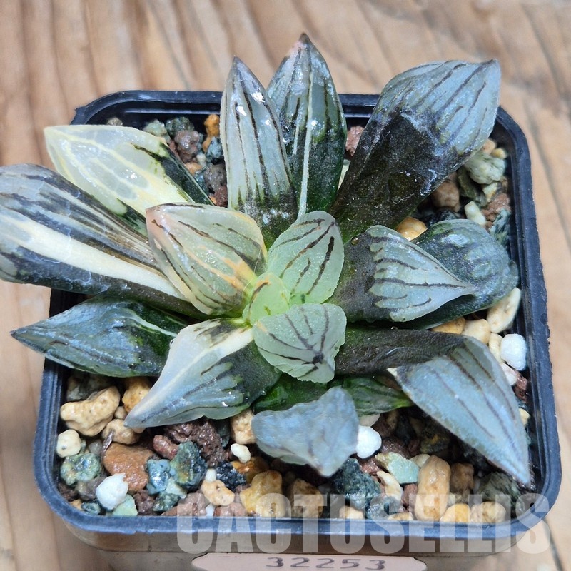 VVG32253 Haworthia atrofusca 'Watermelon' f.variegata - Image 3