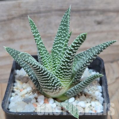 VVG32254 Haworthia minima -Bredasdorp-