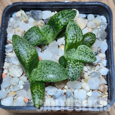 VVG32256  Haworthia picta -Japan- seedling 3 plants