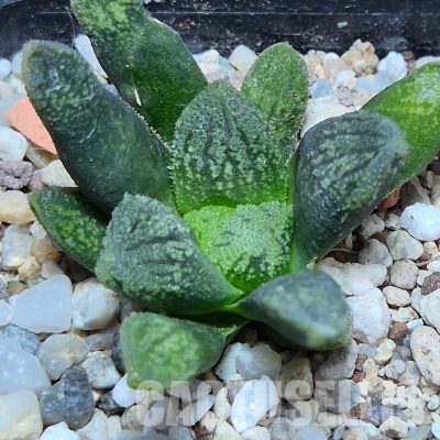 VVG32259 Haworthia VA4330B hybrid x 'Mavka'