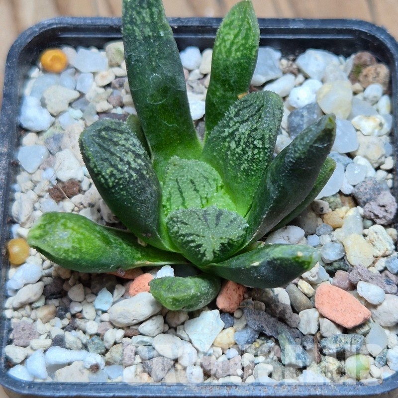 VVG32259 Haworthia VA4330B hybrid x 'Mavka' - Image 2