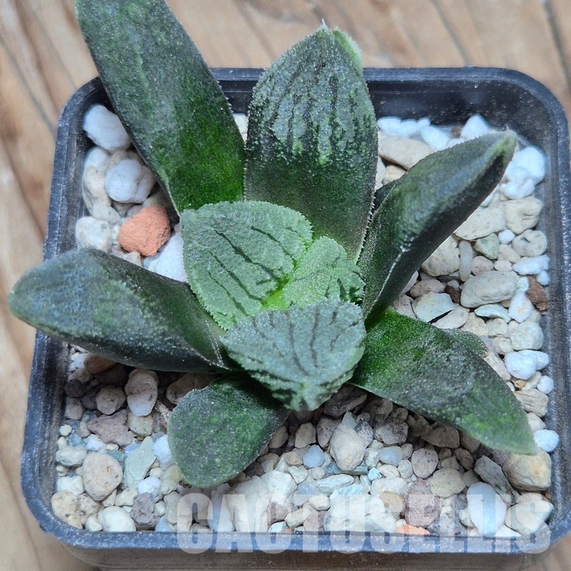 VVG32260 Haworthia VA4330B hybrid x 'Mavka' - Image 2
