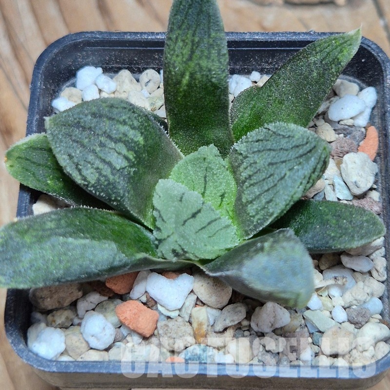 VVG32260 Haworthia VA4330B hybrid x 'Mavka'