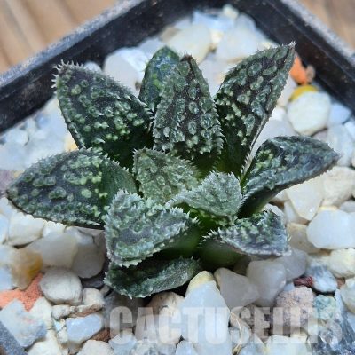 VVG32261 Haworthia 'Black Mayor' x 'Yulia' clon1 cutting