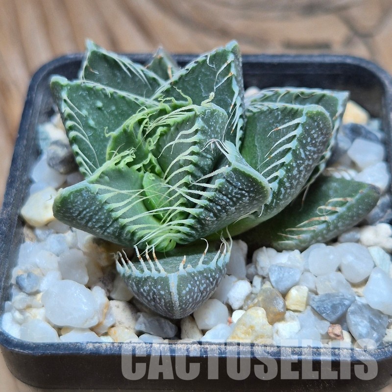 VVG32265 Faucaria tigrina -Grahamston- seedling