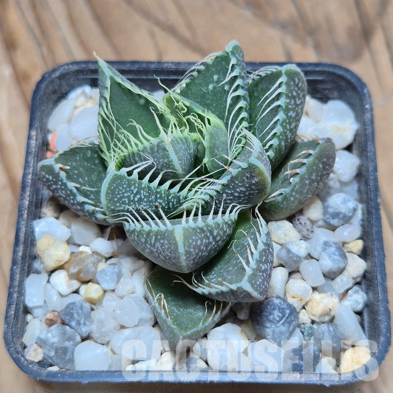 VVG32265 Faucaria tigrina -Grahamston- seedling - Image 2