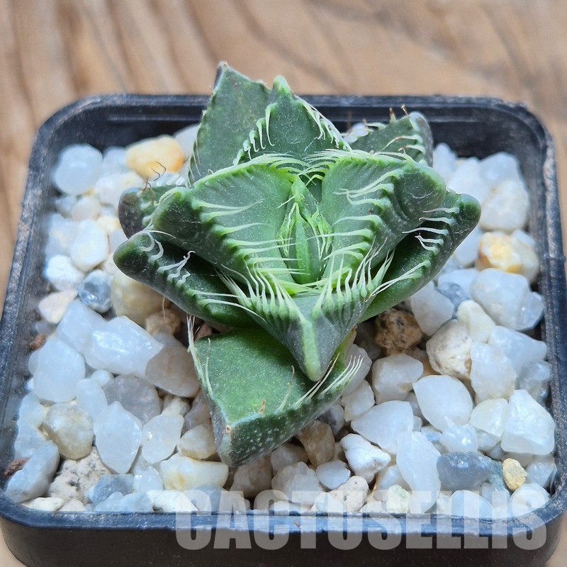 VVG32266 Faucaria tigrina -Grahamston- seedling - Image 2