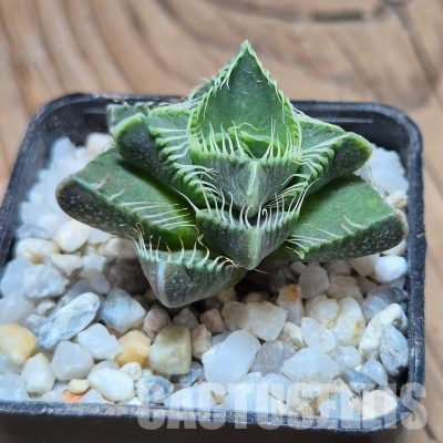 VVG32266 Faucaria tigrina -Grahamston- seedling