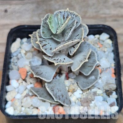 VVG32267 Kalanchoe rhombopilosa