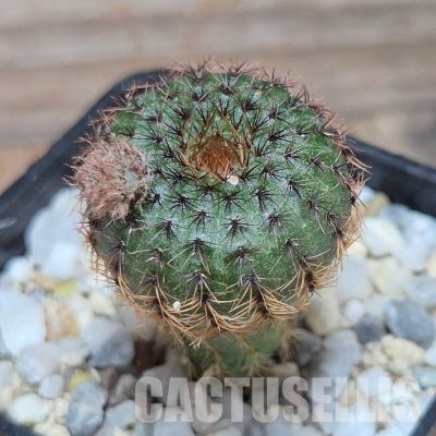 VVG32268 Frailea castanea -Baltazar-