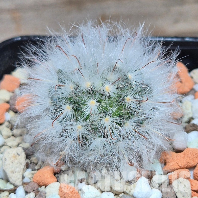 VVG32269 Mammillaria bocasana v. multilanata