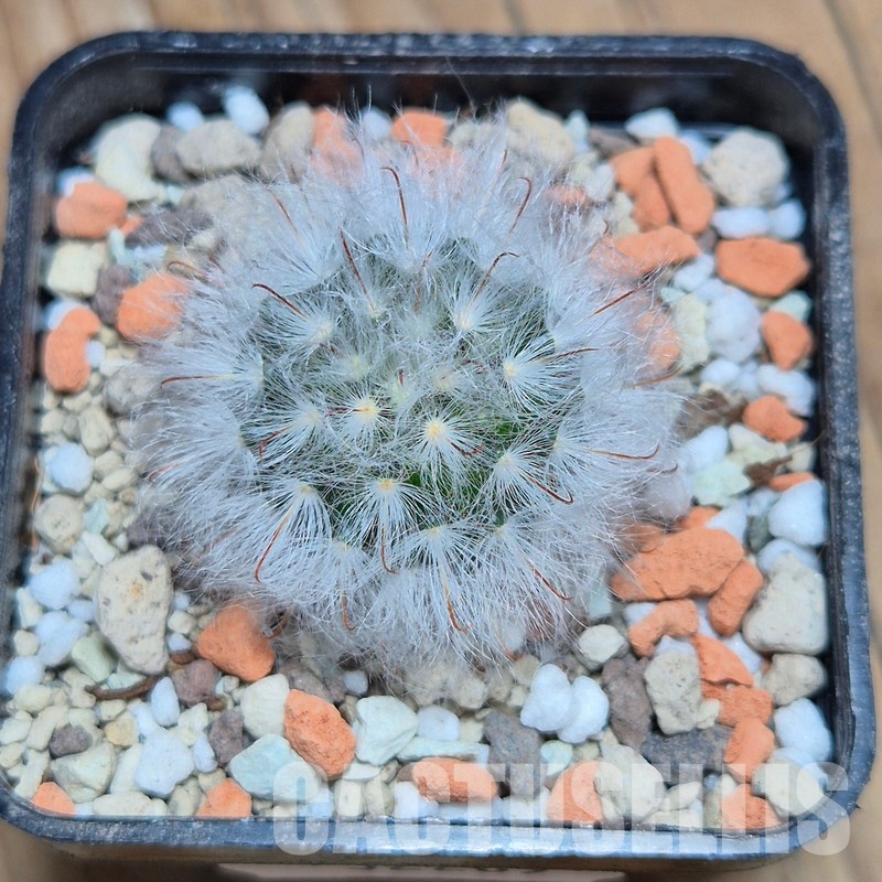 VVG32269 Mammillaria bocasana v. multilanata - Image 2