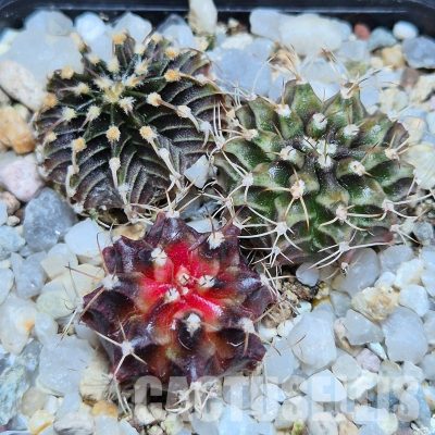 VVG32270 Gymnocalycium  mihanovichii+ friedrichii hybrid mix 3 plants seedling
