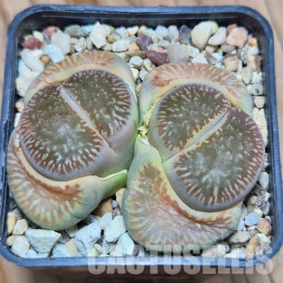 VVG32272 Lithops aucampiae v. euniceae  6 years old