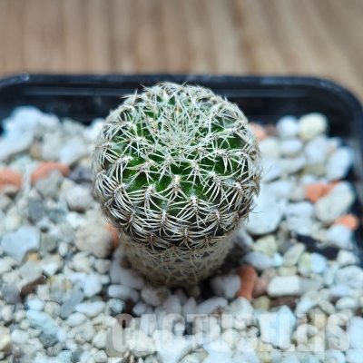 VVG32939 Sulcorebutia sedae PHA1260 seedling