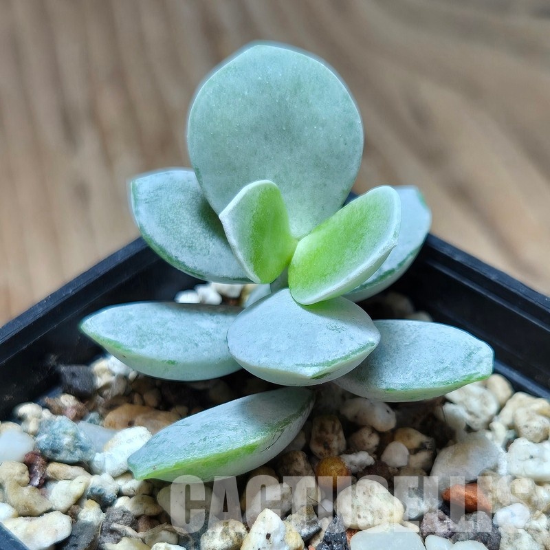 VVG32944 Adromischus leucophyllus