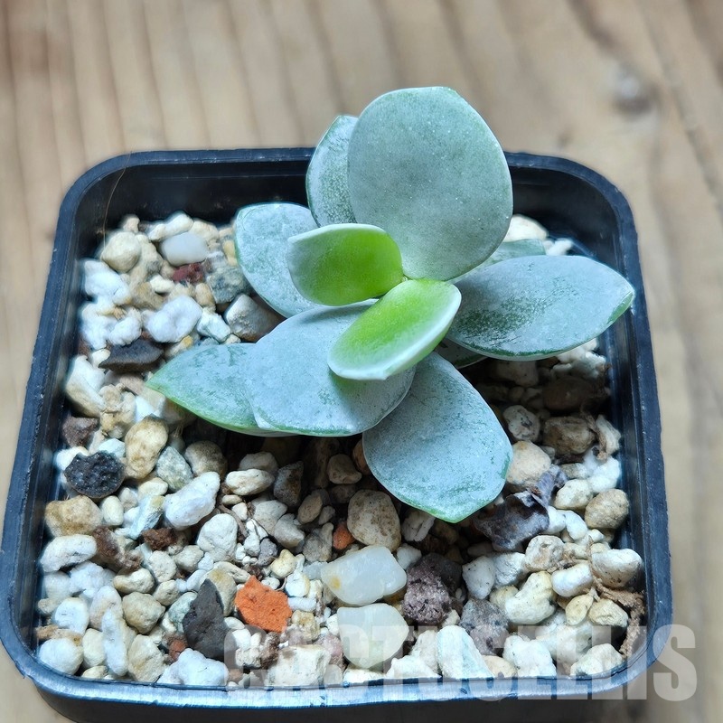 VVG32944 Adromischus leucophyllus - Image 2