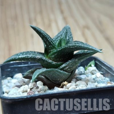 VVG32945 Haworthia nigra