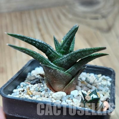 VVG32946 Haworthia nigra