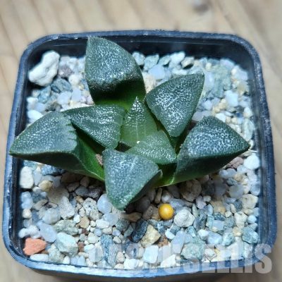 VVG32947 Haworthia bayeri seedling