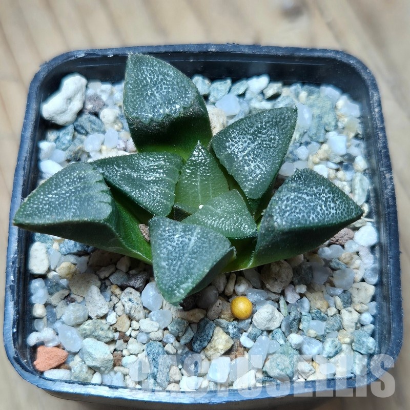 VVG32947 Haworthia bayeri seedling