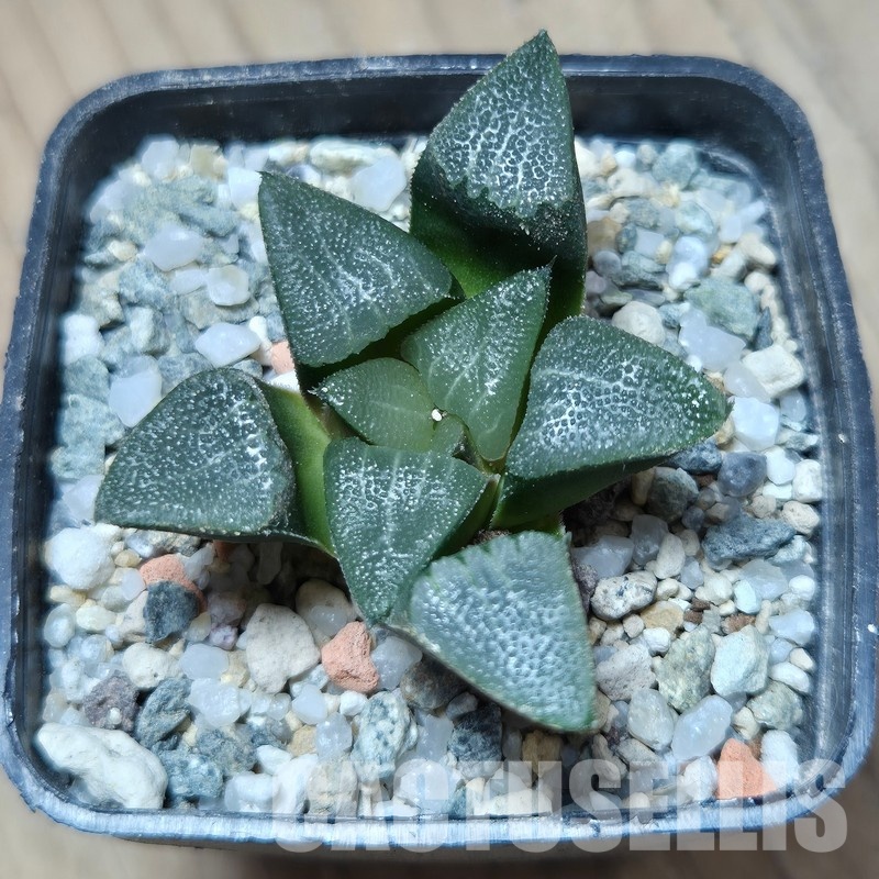 VVG32947 Haworthia bayeri seedling - Image 2