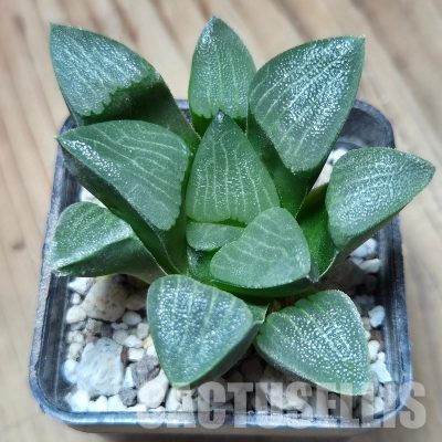 VVG32948 Haworthia bayeri seedling