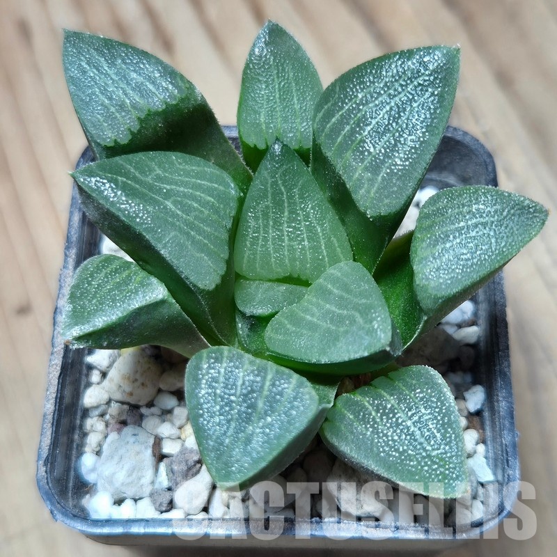 VVG32948 Haworthia bayeri seedling