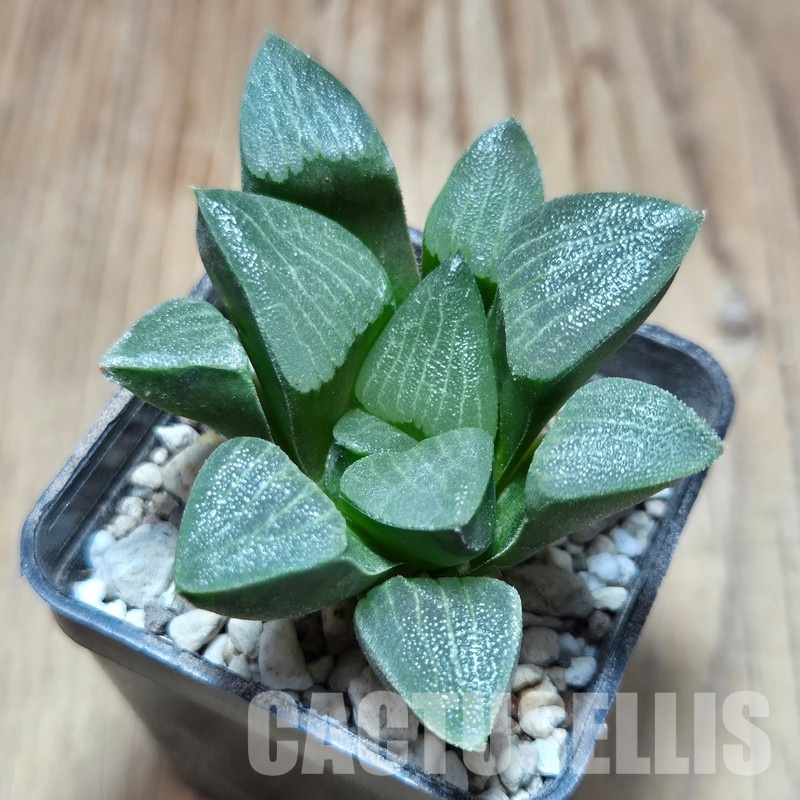 VVG32948 Haworthia bayeri seedling - Image 2